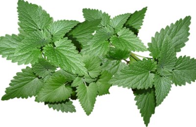 Mint for Skin Problems