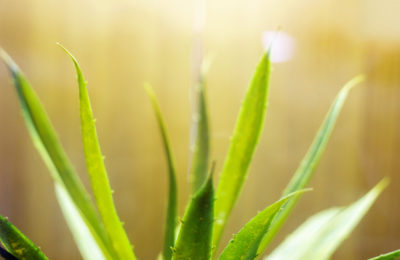 Aloe Vera for Nourishing the Skin